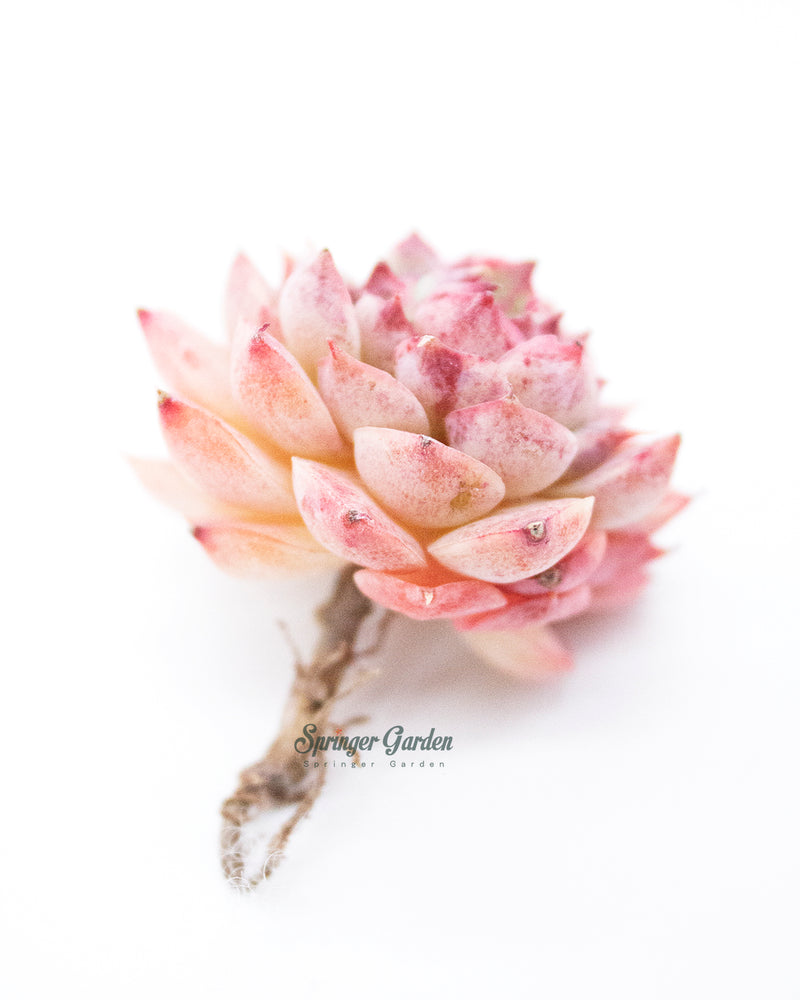 Echeveria Charles Rose