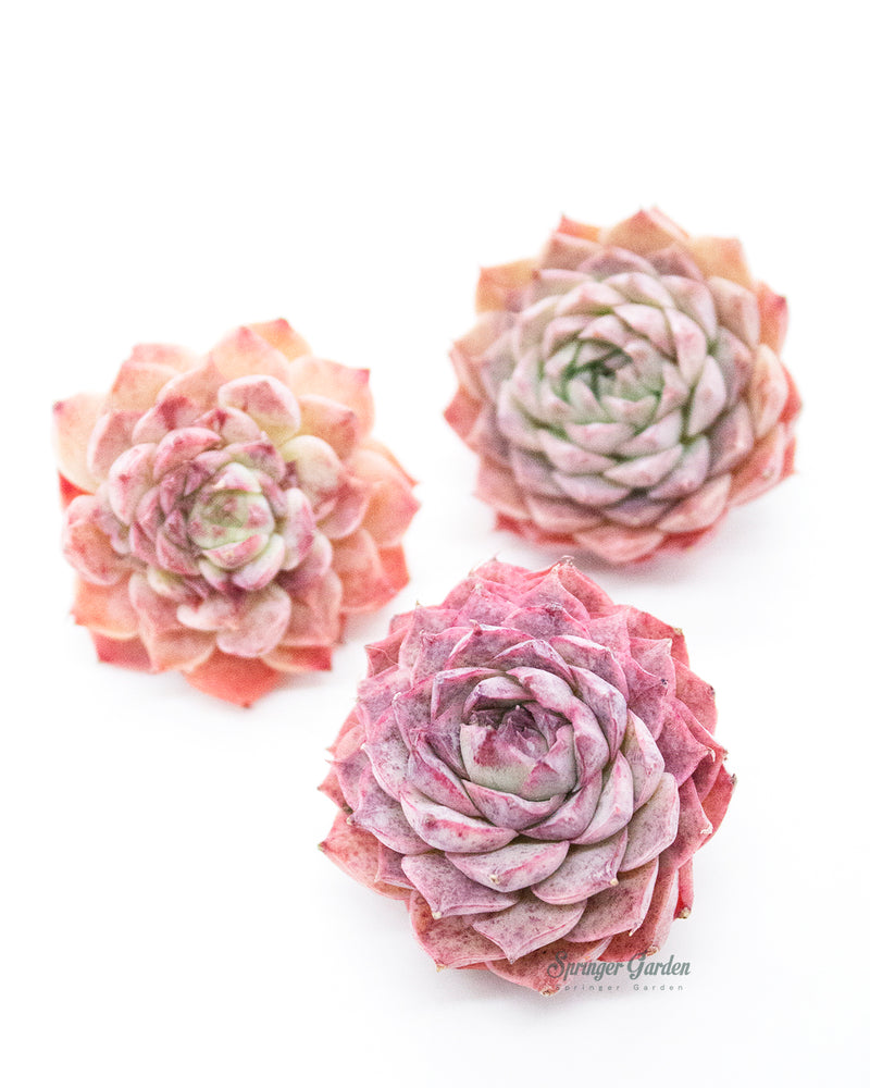 Echeveria Charles Rose
