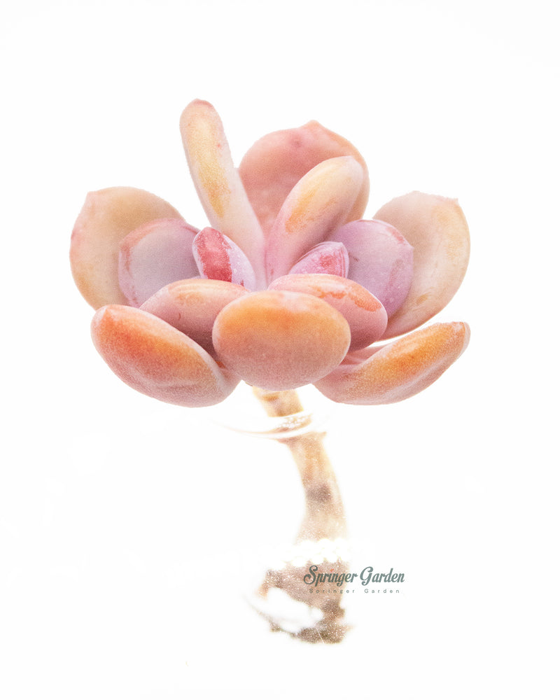 Echeveria Cinderella Toronto's 5-star Bestseller nursery store selected local & Korean rare succulents; houseplants, indoor plants, selected handmade planters with a drainage hole, pots, bonsai pots, produced by ourselves, wholesale. Handmade/Glazed/Table Decor/Indoor Decor/Tabletop Planter