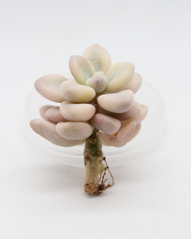 Echeveria Ellen var.