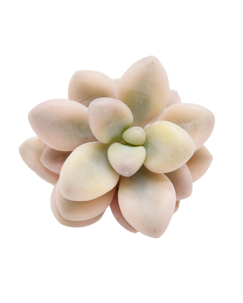 Echeveria Ellen var.