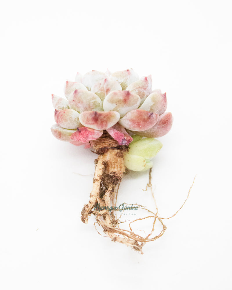 
                
                    Load image into Gallery viewer, Echeveria Lapine
                
            
