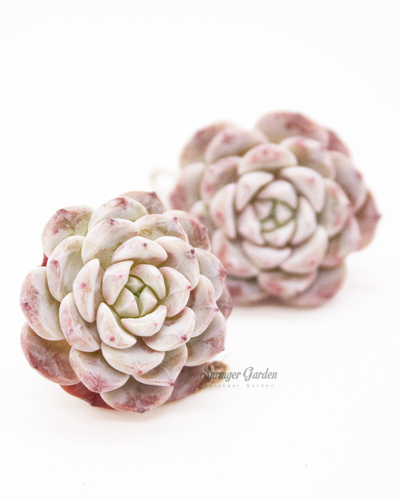 
                
                    Load image into Gallery viewer, Echeveria Lapine
                
            