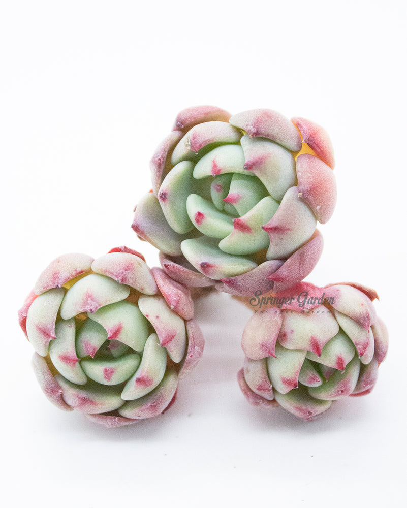 
                
                    Load image into Gallery viewer, Echeveria Nanahukumini
                
            