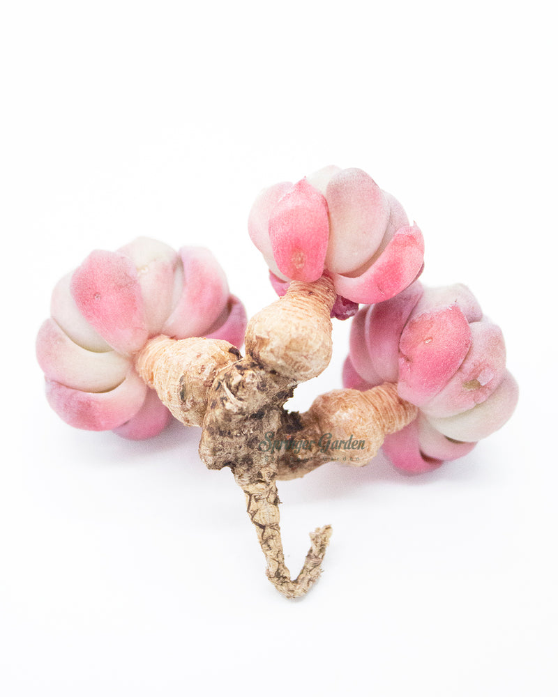 
                
                    Load image into Gallery viewer, Echeveria Nanahukumini
                
            