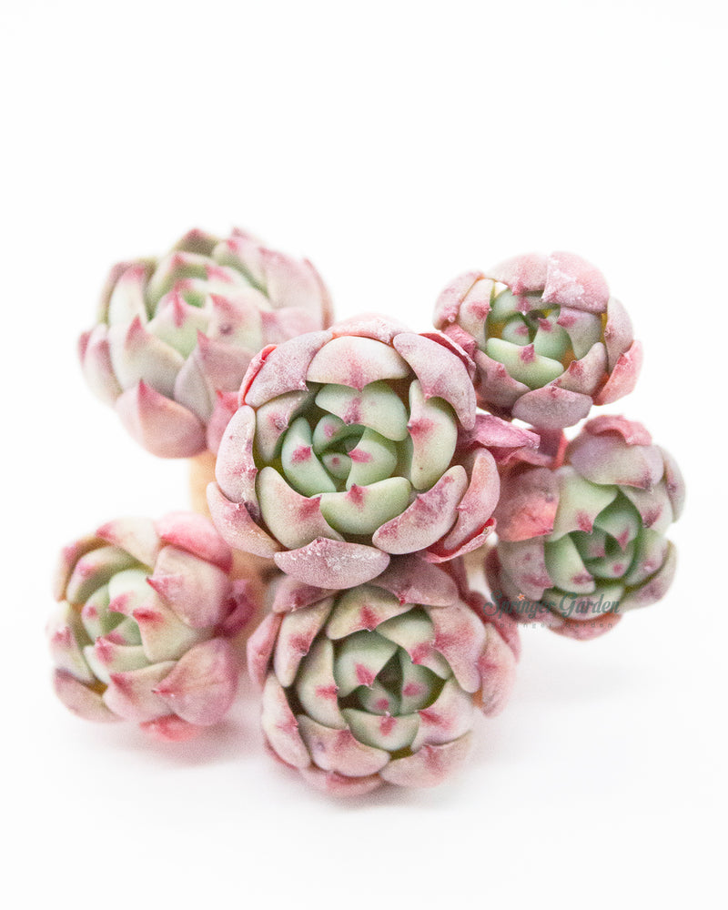 
                
                    Load image into Gallery viewer, Echeveria Nanahukumini
                
            
