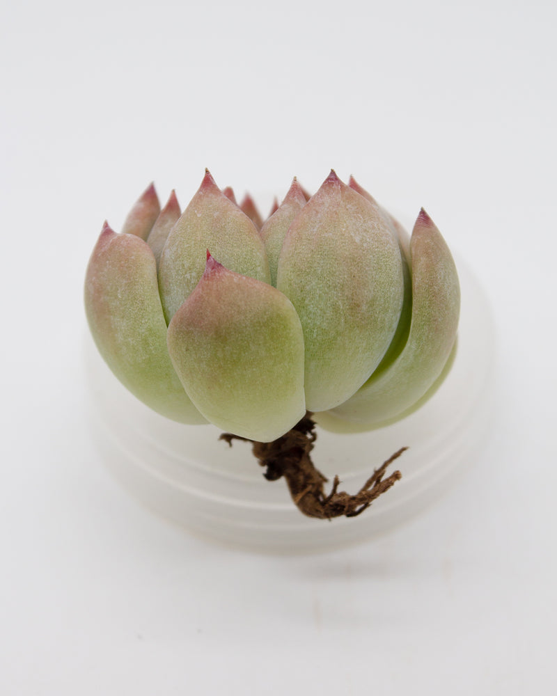 Echeveria One-Call