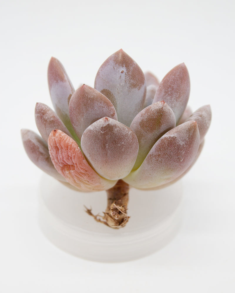 Echeveria Queen‘s Bowl