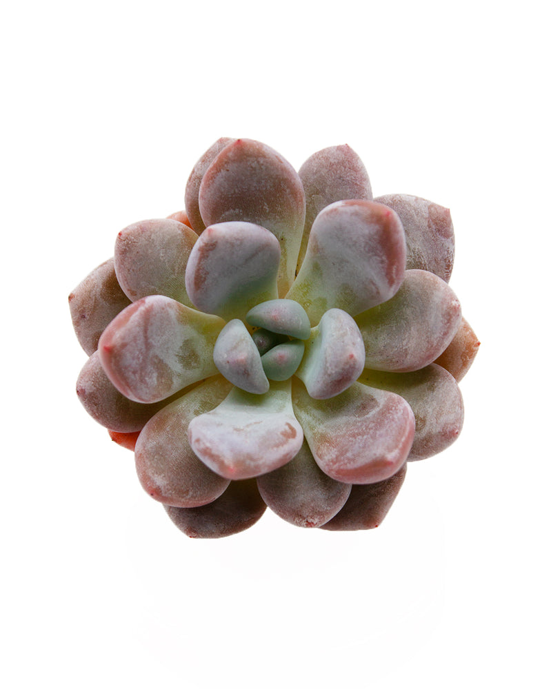 Echeveria Queen‘s Bowl