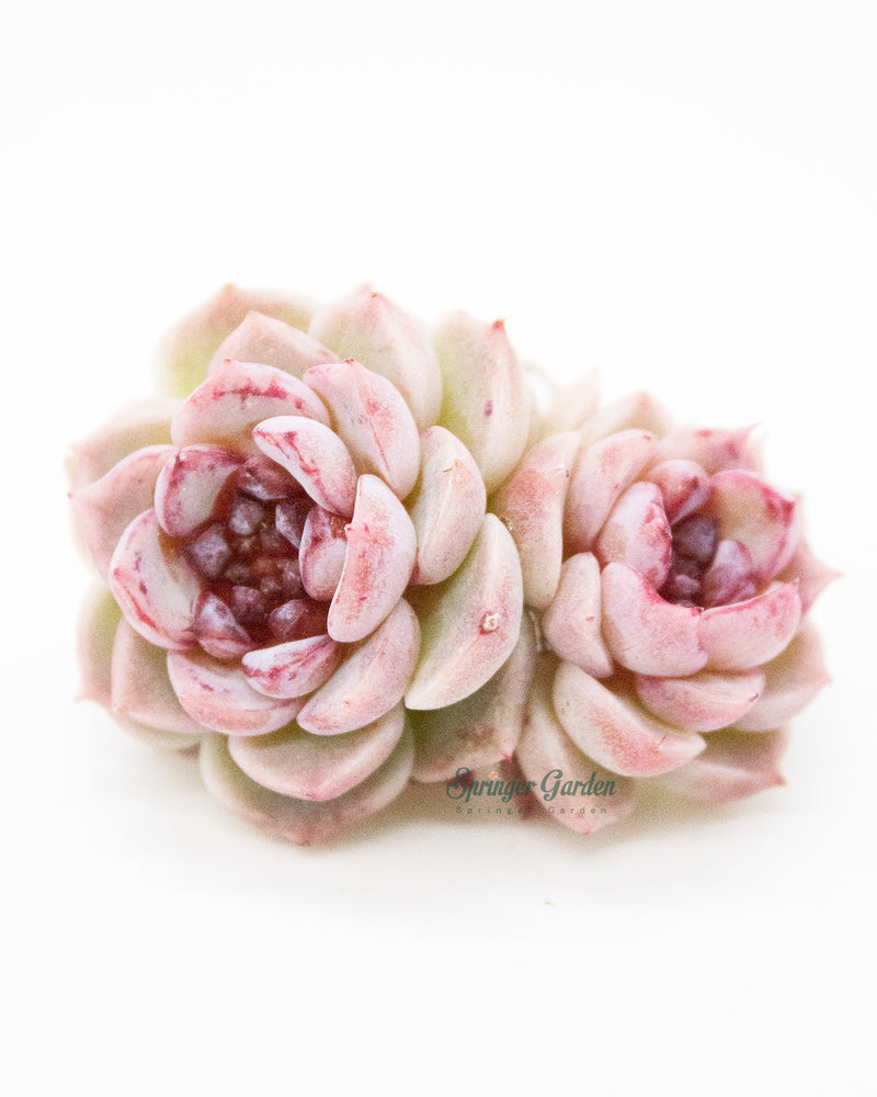 Echeveria Red Velvet - Cluster