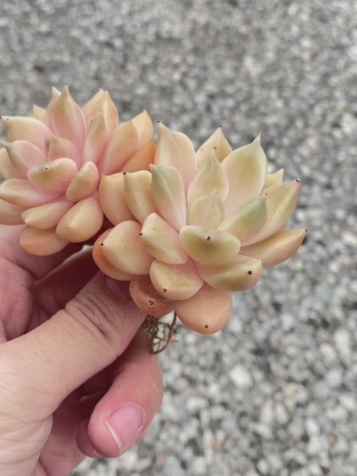 
                
                    Load and play video in Gallery viewer, Echeveria Melody
                
            