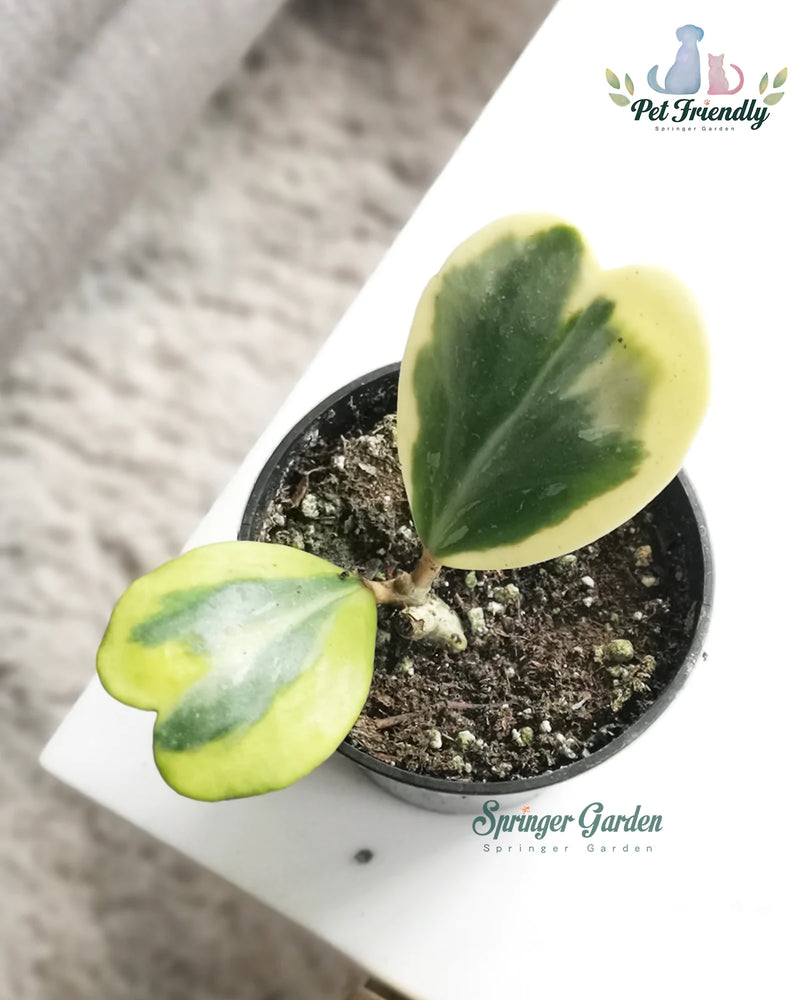 Hoya Kerrii