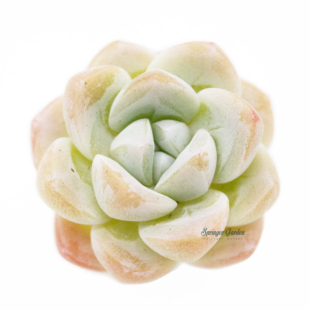 Echeveria Ice Green