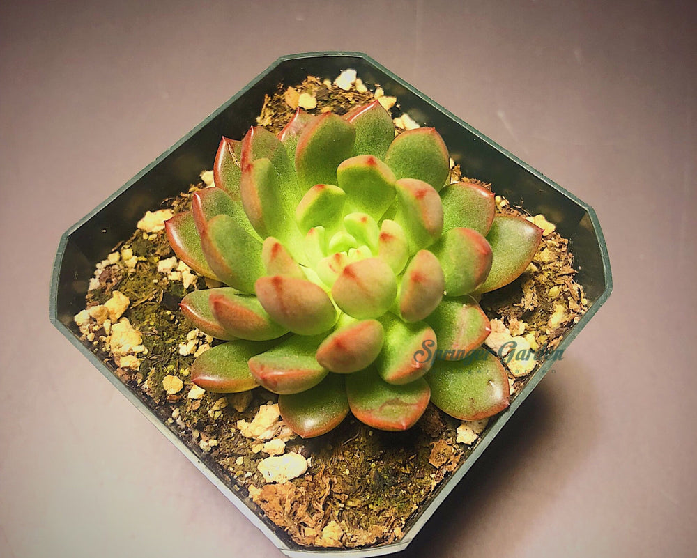 
                
                    Load image into Gallery viewer, ruby rare living succulent
                
            