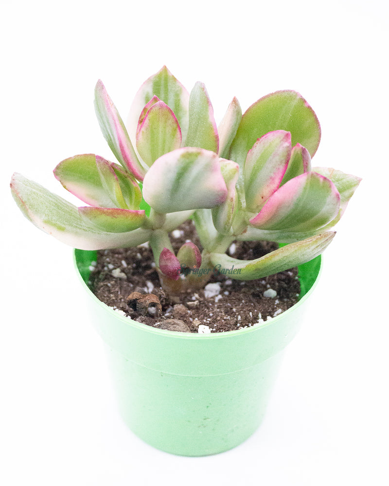 
                
                    Load image into Gallery viewer, Jade Plant/Ogre/Shrek Ears
                
            