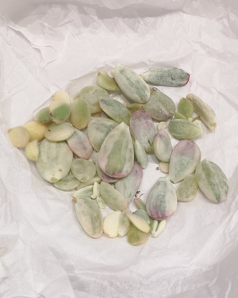 Succulent Propagation Leaves