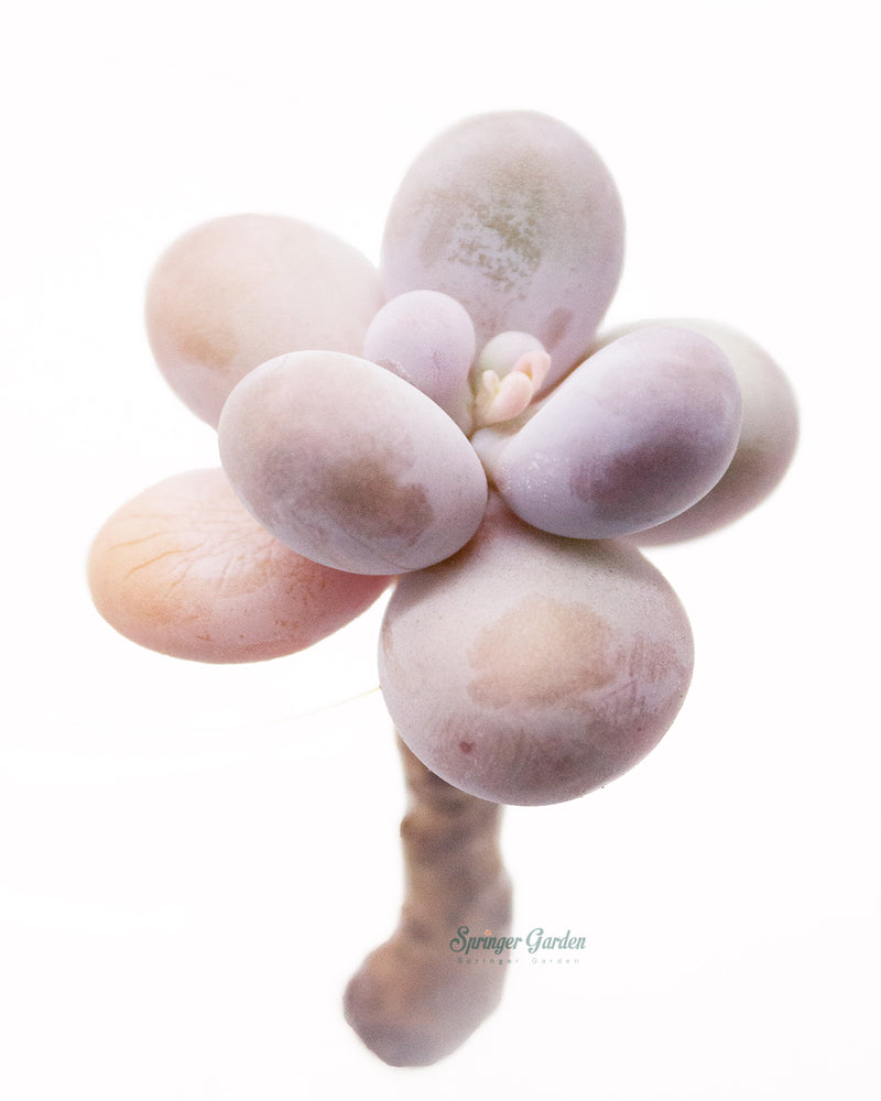 Pachyphytum Oviferum Pink Moonstone