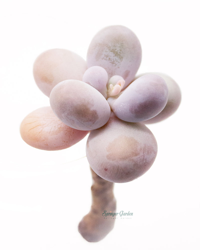 
                
                    Load image into Gallery viewer, Pachyphytum Oviferum Pink Moonstone
                
            