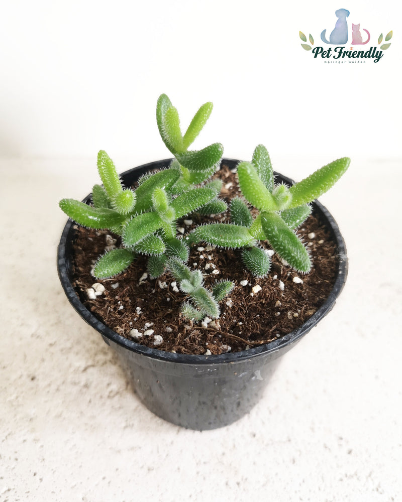 Pickle Plant Succulent