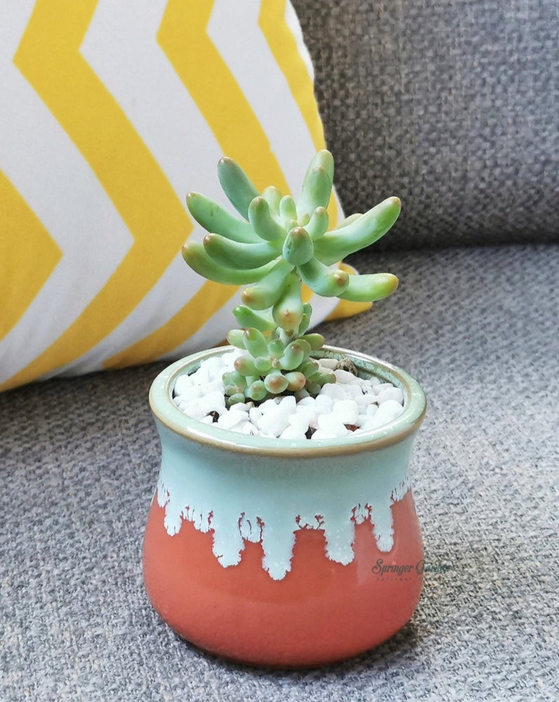 Red & Milky Green Tall