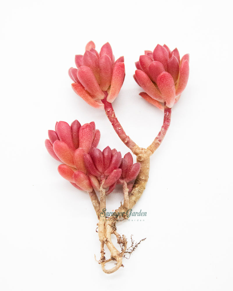 Sedum Joyce Tulloch
