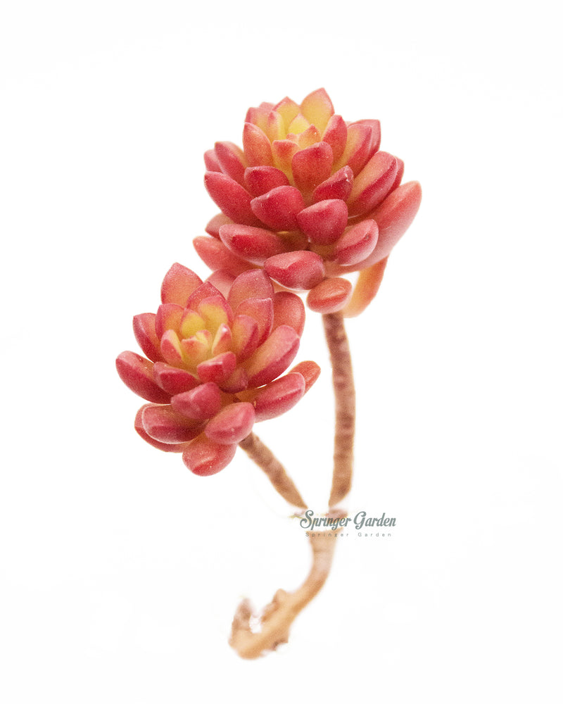 Sedum Joyce Tulloch