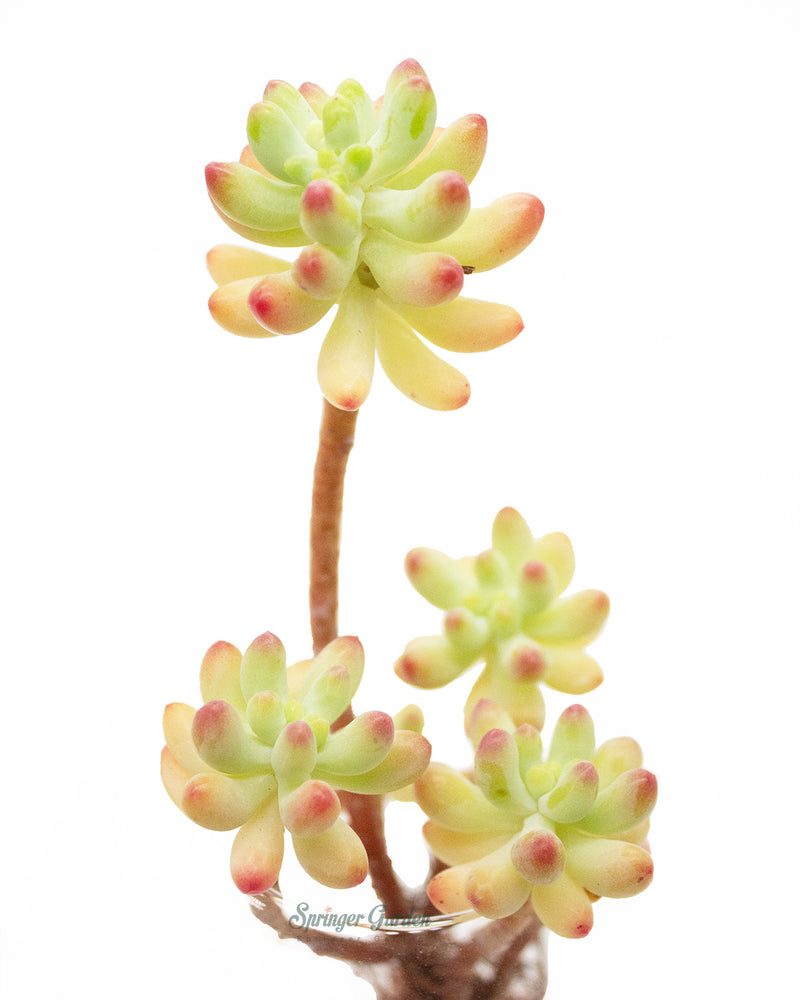 Sedum Pachyphyllum sp.