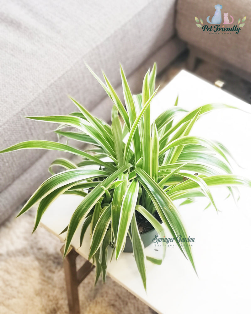 Spider Plant