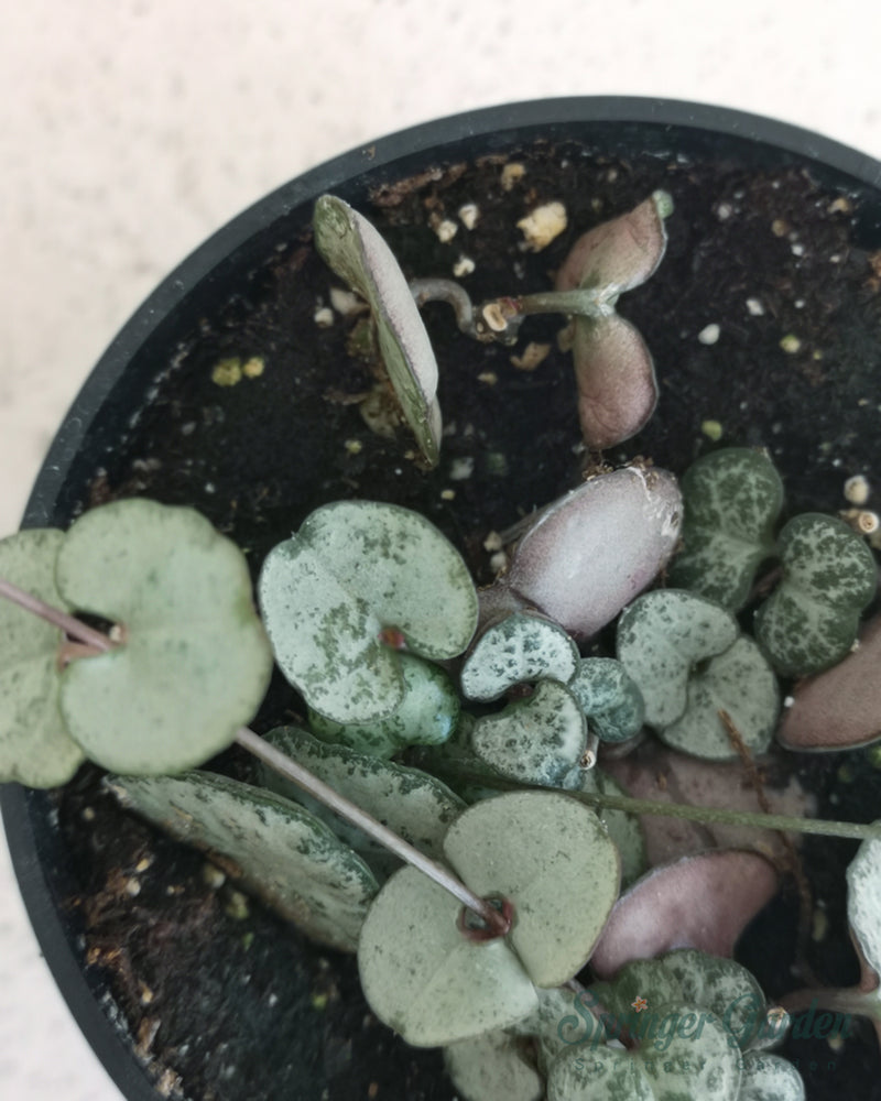 
                
                    Load image into Gallery viewer, String of Hearts Silver Glory Toronto&amp;#39;s 5-star Bestseller nursery store selected local &amp;amp; Korean rare succulents; houseplants, indoor plants, selected handmade planters with a drainage hole, pots, bonsai pots, produced by ourselves, wholesale. Ceramic Planter With Drainage Hole Cactus Succulent Plant Pot/Small Fern Flower Pot Gift Garden Desk Pottery/Handmade/Ceramic/Glazed/Table Decor/Indoor Decor/Tabletop Planter
                
            