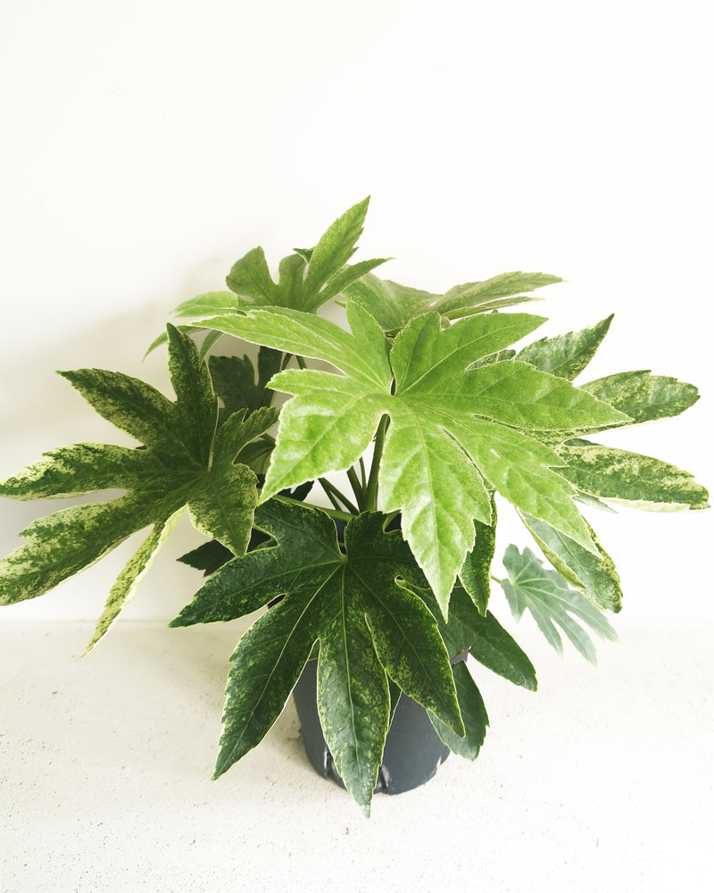 Variegated Fatsia Japonica Toronto's 5-star Bestseller nursery store selected local & Korean rare succulents; houseplants, indoor plants, selected handmade planters with a drainage hole, pots, bonsai pots, produced by ourselves, wholesale. Ceramic Planter With Drainage Hole Cactus Succulent Plant Pot/Small Fern Flower Pot Gift Garden Desk Pottery/Handmade/Ceramic/Glazed/Table Decor/Indoor Decor/Tabletop Planter