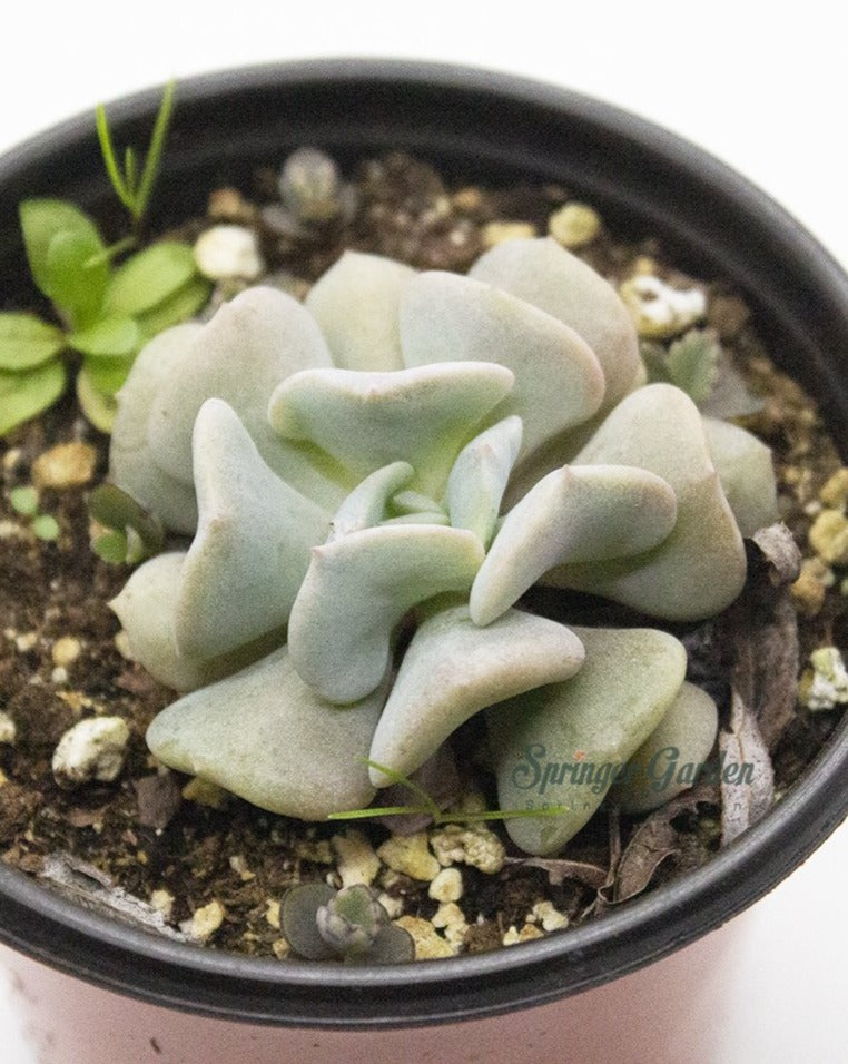 
                
                    Load image into Gallery viewer, xGraptoveria Topsy Debbie x Echeveria runyonii &amp;#39;Topsy Turvy&amp;#39; snow elf
                
            