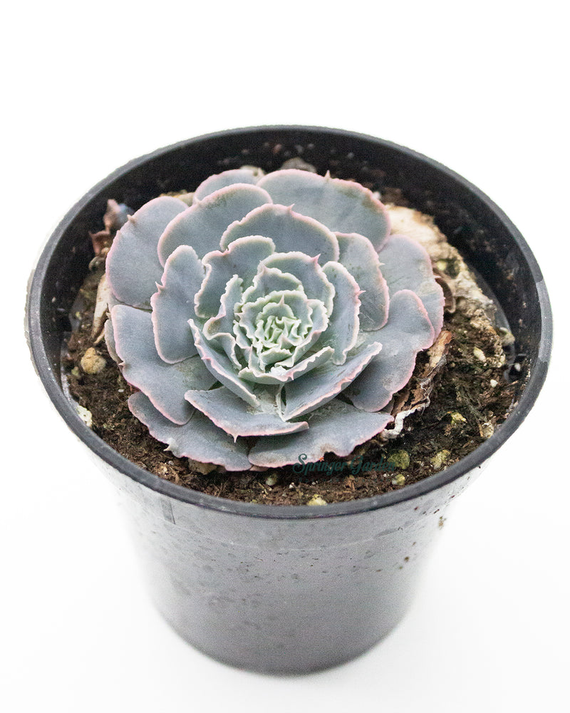 xSedeveria 'Blue Mist'