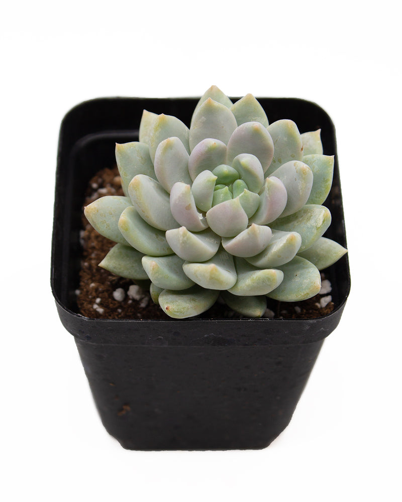 xSedeveria 'Harry Butterfield'