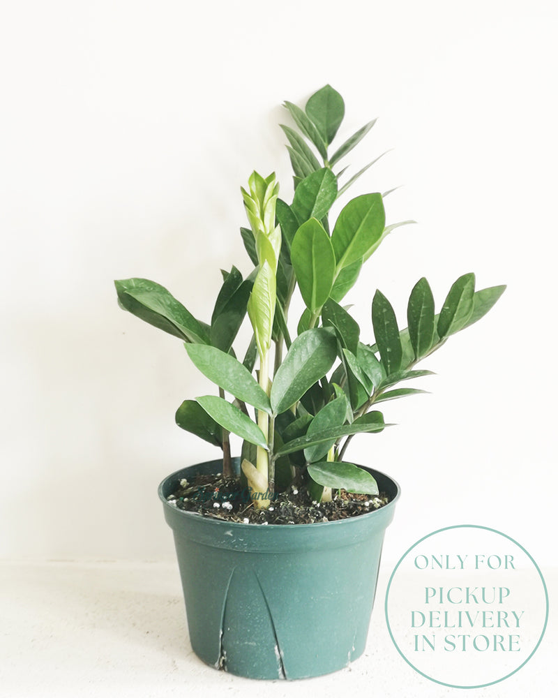 ZZ Plant
